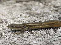 Psammodromus algirus 20, Algerijnse zandloper, Saxifraga-Jan van der Straaten