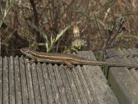 Psammodromus algirus 32, Algerijnse zandloper, Saxifraga-Willem van Kruijsbergen