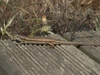 Psammodromus algirus 33, Algerijnse zandloper, Saxifraga-Willem van Kruijsbergen