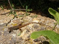 Psammodromus algirus 5, Algerijnse zandloper, Saxifraga-Rudmer Zwerver