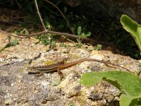 Psammodromus algirus 6, Algerijnse zandloper, Saxifraga-Rudmer Zwerver