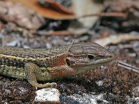 Psammodromus algirus 8, Algerijnse zandloper, Saxifraga-Jeroen Willemsen