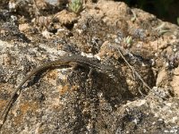 Psammodromus algirus 9, Algerijnse zandloper, Saxifraga-Jan van der Straaten