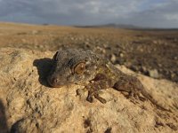 Tarentola angustimentalis 1, Saxifraga-Rob Felix : Animalia, Chordata, Reptilia, Squamata, animal, dier, dieren, gewervelde dieren, hagedis, hagedissen, lizard, reptiel, reptielen, reptile, vertebraat, vertebrate