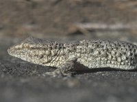 Tarentola mauretanica, Moorish Gecko