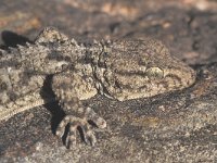 Tarentola mauritanica 2, Muurgekko, Saxifraga-Edo van Uchelen