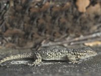 Tarentola mauritanica 3, Muurgekko, Saxifraga-Edo van Uchelen