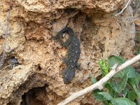 Tarentola mauritanica 7, Muurgekko, Saxifraga-Rudmer Zwerver