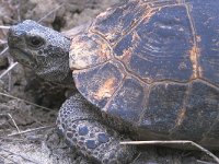 Testudo graeca 1, Saxifraga-Edo van Uchelen