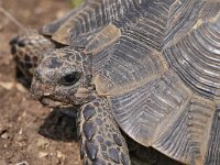 Testudo graeca 11, Moorse landschildpad, Saxifraga-Tom Heijnen