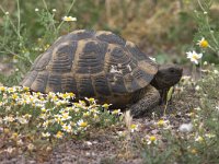 Testudo graeca 4, Saxifraga-Luc Hoogenstein