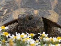 Testudo graeca 5, Saxifraga-Luc Hoogenstein