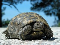 Testudo graeca 6, Moorse landschildpad, Saxifraga-Ed Stikvoort