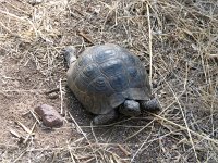 Testudo graeca 7, Moorse Landschildpad, Saxifraga-Henk Baptist