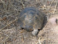 Testudo graeca 8, Moorse Landschildpad, Saxifraga-Henk Baptist