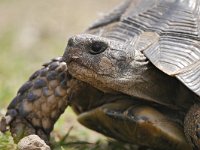 Testudo graeca 9, Moorse landschildpad, Saxifraga-Tom Heijnen