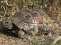 Testudo hermanni, Herman s Tortoise