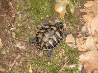 Testudo hermanni 11, Griekse Landschildpad, Saxifraga-Henk Baptist