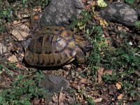 Testudo hermanni 2, Saxifraga-Jan van der Straaten