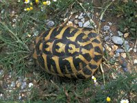 Testudo hermanni 3, Saxifraga-Jan van der Straaten