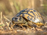 Hermann's tortoise (Testudo hermanni) in Grassy Environment Italy, Europe  Hermann's tortoise (Testudo hermanni) is one of five tortoise species traditionally placed in the genus Testudo : animal, background, biology, carapace, endangered, environment, european, fauna, graeca, grass, greek, green, habitat, head, herbivore, hermann, hermanni, hermanns, ibera, italian, italy, landscape, macro, mediterranean, natural, nature, patience, pet, protected, protective, reptile, shell, slow, slowly, solid, spain, speed, terrestrial, testudo, threatened, tortoise, tortoises, turtle, turtoise, tuscany, white, wild, wildlife, yellow