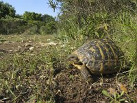 Testudo hermanni hermanni 4, Saxifraga-Rob Felix : Animalia, Chelonii, Chordata, Reptilia, animal, dier, dieren, gewervelde dieren, reptiel, reptielen, reptile, schildpad, schildpadden, turtle, vertebraat, vertebrate