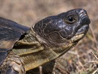 Testudo marginata, Marginated Tortoise