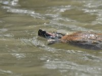 Trachemys scripta elegans 1, Roodwangschildpad, Saxifraga-Luuk Vermeer