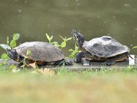 Trachemys scripta elegans 4, Roodwangschildpad, Saxifraga-Luuk Vermeer