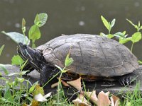 Trachemys scripta elegans 6, Roodwangschildpad, Saxifraga-Luuk Vermeer