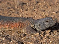 Uromastyx ocellata 1, Saxifraga-Edo van Uchelen