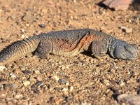 Uromastyx ocellata 2, Saxifraga-Edo van Uchelen