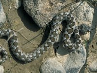 Vipera ammodytes, Nose-horned Viper