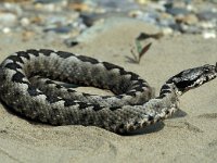 Vipera ammodytes 3, Saxifraga-Edo van Uchelen