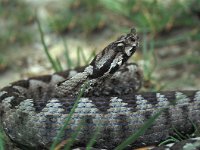 Vipera ammodytes 7, Saxifraga-Edo van Uchelen