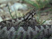 Vipera ammodytes ssp meridiana 8, Saxifraga-Edo van Uchelen