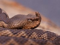 Vipera ammodytes 2, Saxifraga-Edo van Uchelen