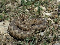 Vipera ammodytes 4, Saxifraga-Edo van Uchelen