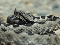 Vipera ammodytes 5, Saxifraga-Edo van Uchelen