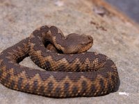 Vipera ammodytes 6, Saxifraga-Edo van Uchelen