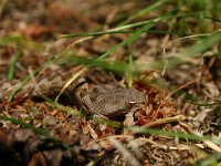 Vipera aspis 1, Aspisadder, Saxifraga-Dirk Hilbers