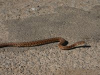 Vipera aspis 11, Aspisadder, Saxifraga-Dirk Hilbers