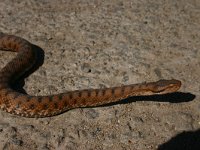 Vipera aspis 12, Aspisadder, Saxifraga-Dirk Hilbers