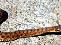 Vipera aspis 13, Aspisadder, Saxifraga-Dirk Hilbers