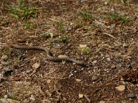 Vipera aspis 14, Aspisadder, Saxifraga-Dirk Hilbers