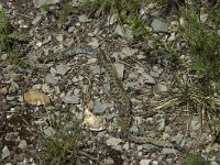 Vipera aspis 2, Aspisadder, Saxifraga-Jan van der Straaten