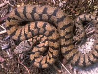 Vipera aspis 5, Aspisadder, Saxifraga-Edo van Uchelen