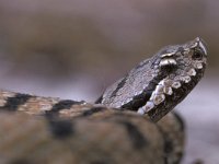 Vipera aspis 6, Aspisadder, Saxifraga-Edo van Uchelen