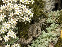 Vipera aspis 7, Aspisadder, Saxifraga-Jan van der Straaten