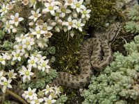 Vipera aspis 9, Aspisadder, Saxifraga-Jan van der Straaten